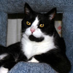 Black-and-White Tuxedo Cat Clothing and Gifts