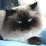 Himalayan Cat Clothing and Gifts