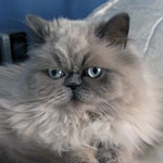 Himalayan Cat Clothing and Gifts